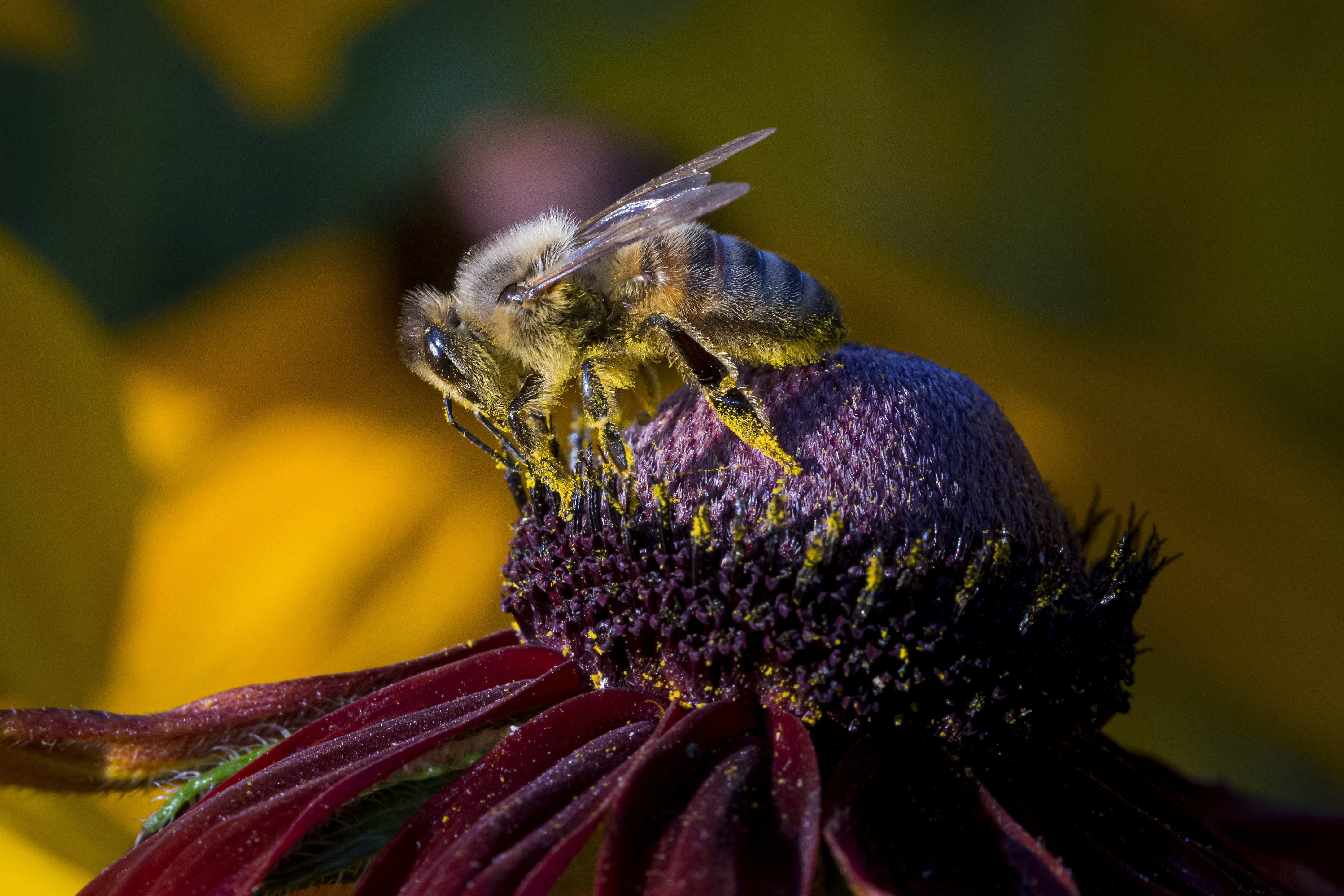 Urban Beekeeping