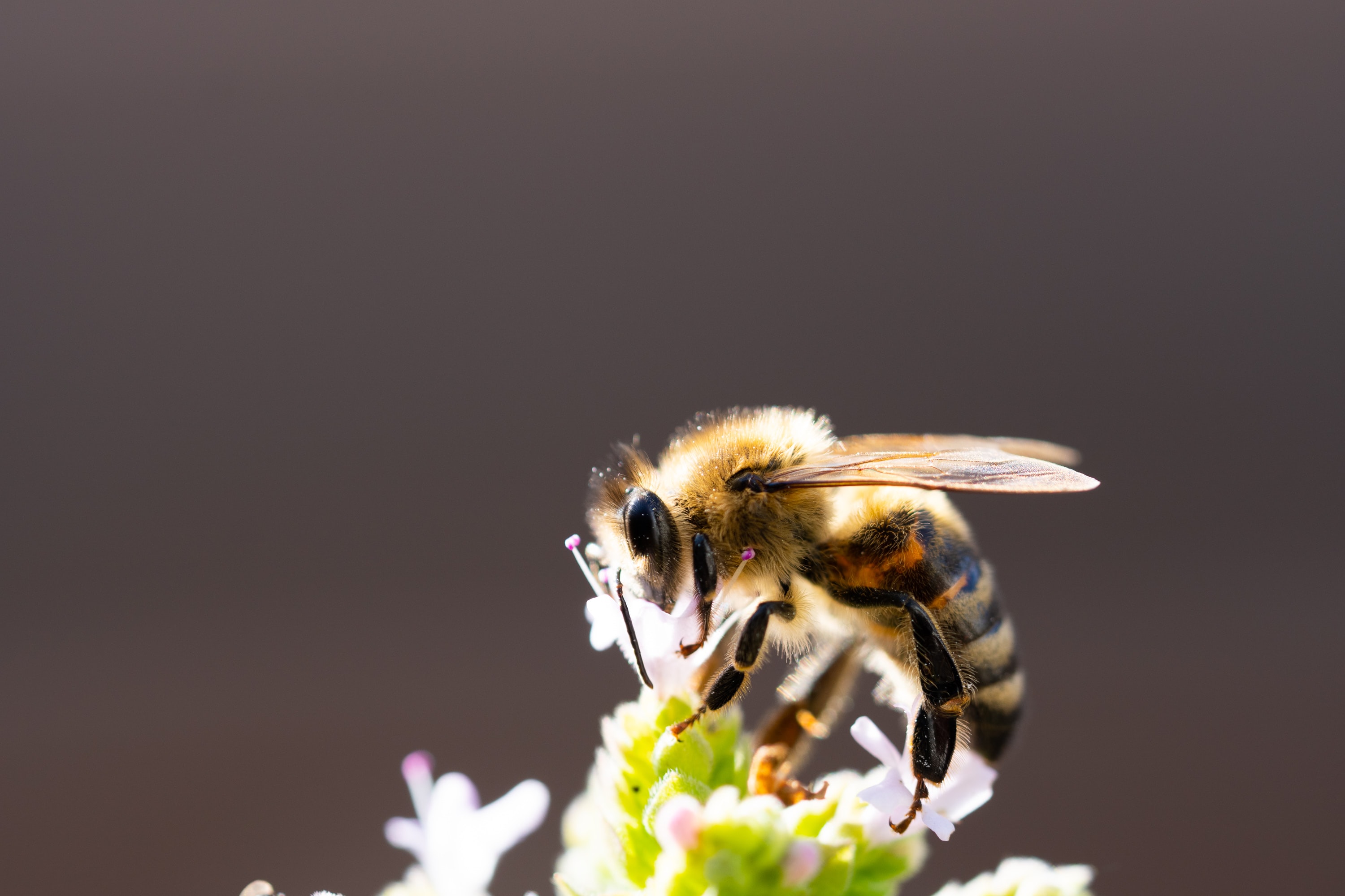 Urban Bee Community