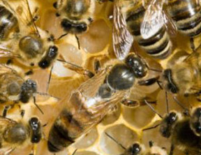 Queen bees