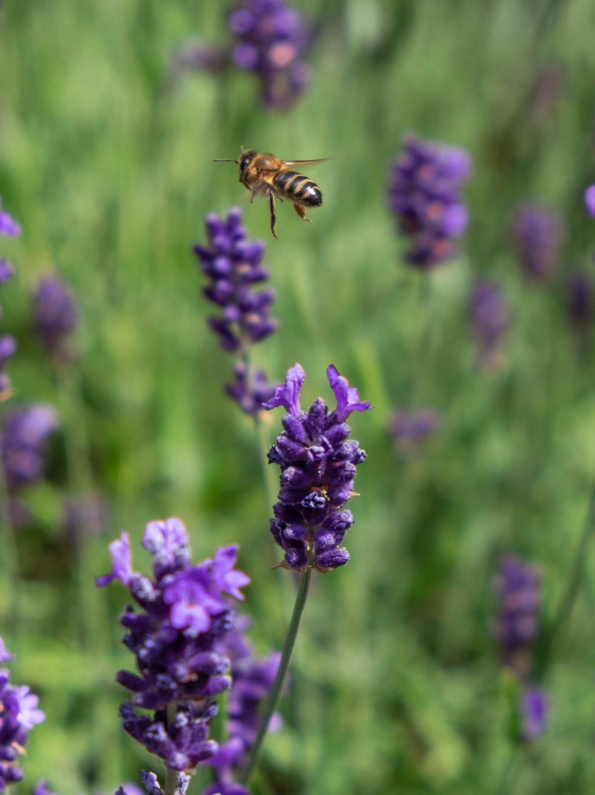 Bee on lavender